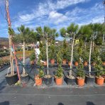 Borovica píniová (Pinus pinea) - výška 180-190 cm, kont. C18L